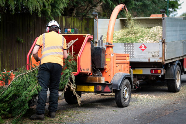 Best Lawn Edging  in USA